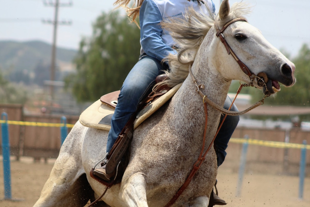 Ronds de longe & pistes de trot