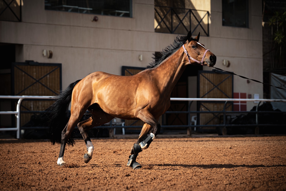 Cheval en arène sur sable équestre